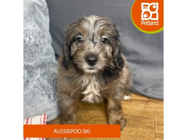 Aussiepoo Dog Male Blue Merle 16330 Petland Chillicothe, Ohio