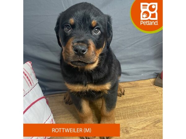 Rottweiler-Dog-Male-Black / Tan-16337-Petland Chillicothe, Ohio