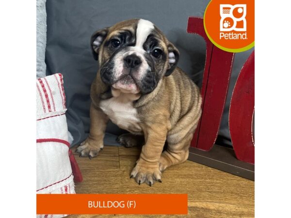 Bulldog-Dog-Female-Red Sable-16325-Petland Chillicothe, Ohio