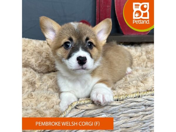 Pembroke Welsh Corgi-Dog-Female-Sable-16335-Petland Chillicothe, Ohio