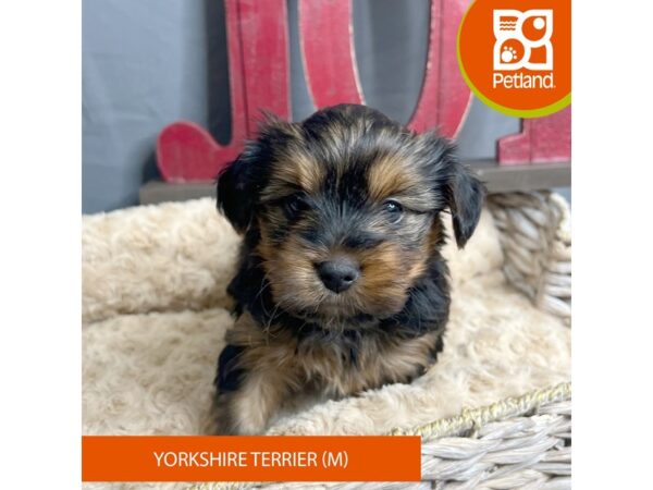 Yorkshire Terrier Dog Male Black / Tan 16338 Petland Chillicothe, Ohio