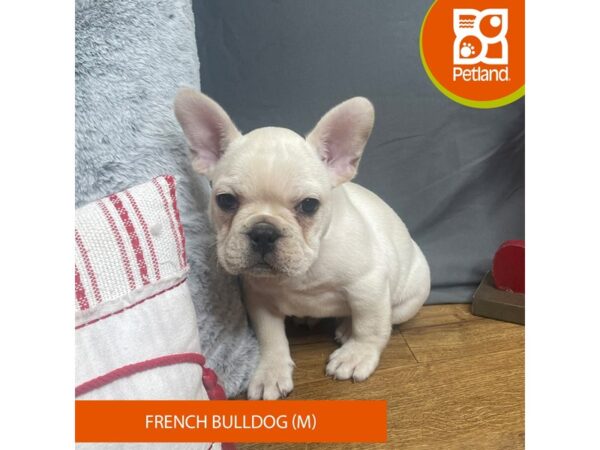 French Bulldog Dog Male Cream 16342 Petland Chillicothe, Ohio