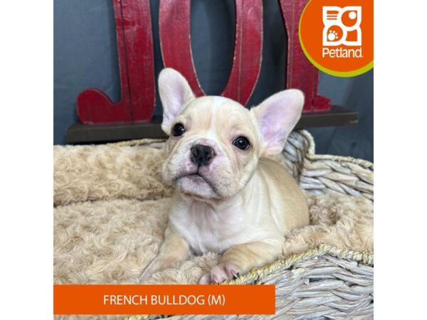 French Bulldog Dog Male Cream 16343 Petland Chillicothe, Ohio