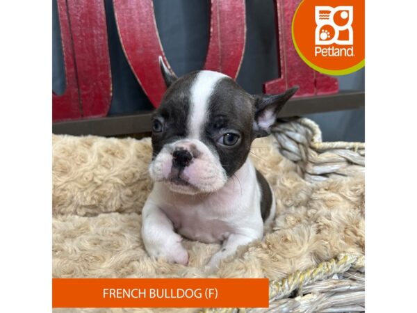 French Bulldog-Dog-Female-Brindle-16344-Petland Chillicothe, Ohio