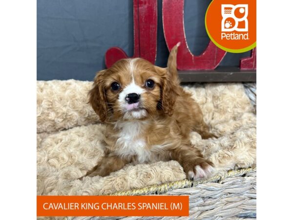 Cavalier King Charles Spaniel-Dog-Male-Ruby-16345-Petland Chillicothe, Ohio