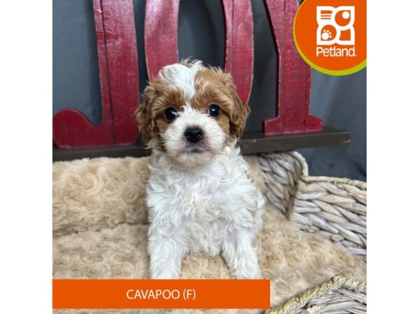 Cavapoo Dog Female Red / White 16346 Petland Chillicothe, Ohio