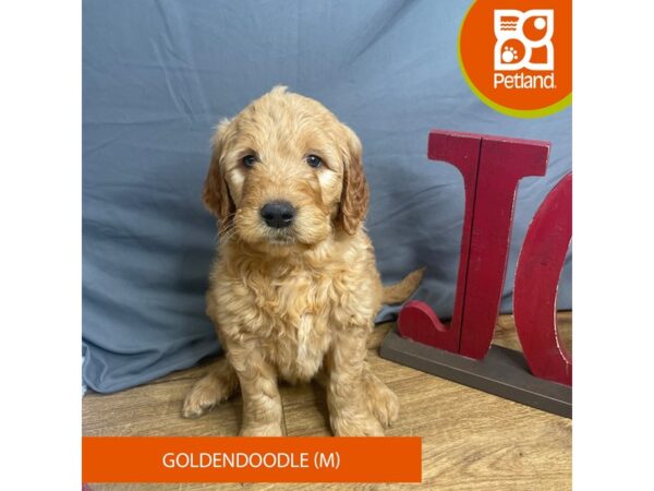 Goldendoodle-Dog-Male-Apricot-16347-Petland Chillicothe, Ohio