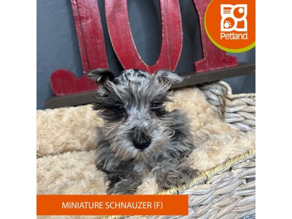 Miniature Schnauzer Dog Female Blue Merle 16333 Petland Chillicothe, Ohio