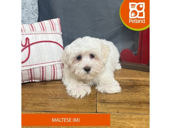 Maltese-Dog-Male-White-16322-Petland Chillicothe, Ohio