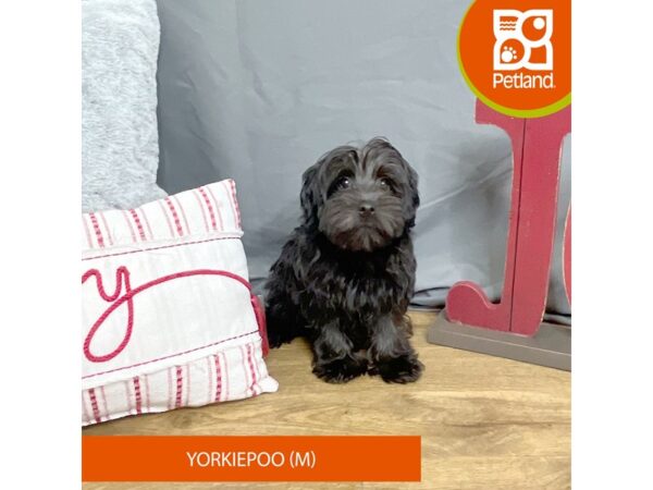 Yorkiepoo Dog Male Black 16323 Petland Chillicothe, Ohio