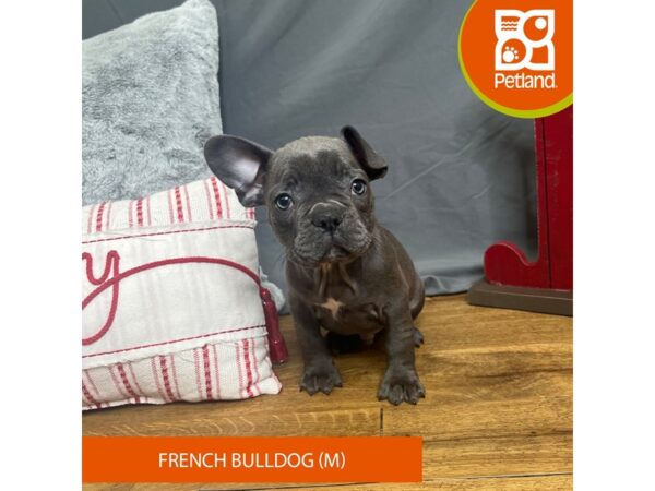 French Bulldog Dog Male Blue 16327 Petland Chillicothe, Ohio