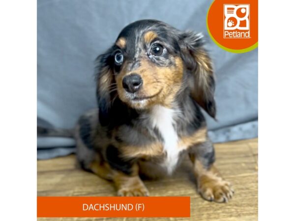 Dachshund-Dog-Female-Black / Tan-16358-Petland Chillicothe, Ohio