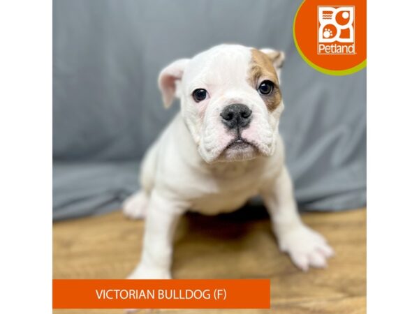 Victorian Bulldog Dog Female White 16353 Petland Chillicothe, Ohio