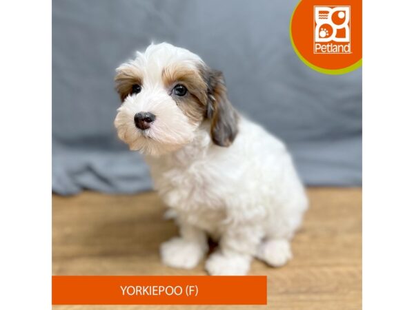 Yorkiepoo Dog Female Blue / Tan 16352 Petland Chillicothe, Ohio