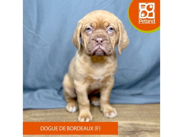 Dogue De Bordeaux-Dog-Female-Red-16351-Petland Chillicothe, Ohio