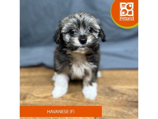 Havanese Dog Female Tri-Colored 16350 Petland Chillicothe, Ohio