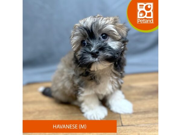 Havanese Dog Male Tri-Colored 16349 Petland Chillicothe, Ohio