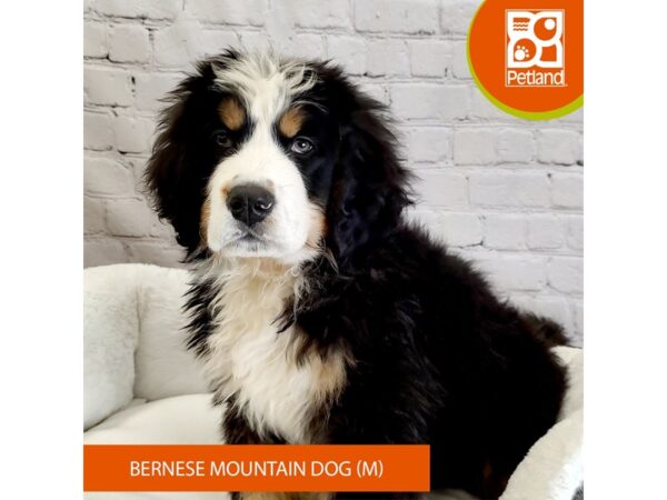 Bernese Mountain Dog-Dog-Male-blk and tan-16372-Petland Chillicothe, Ohio