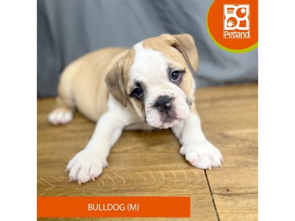 Bulldog Dog Male Red / White 16371 Petland Chillicothe, Ohio