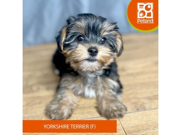 Yorkshire Terrier Dog Female Black / Tan 16370 Petland Chillicothe, Ohio