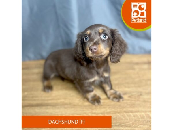 Dachshund-Dog-Female-Chocolate / Tan-16369-Petland Chillicothe, Ohio