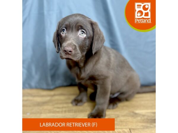 Labrador Retriever Dog Female Chocolate 16367 Petland Chillicothe, Ohio