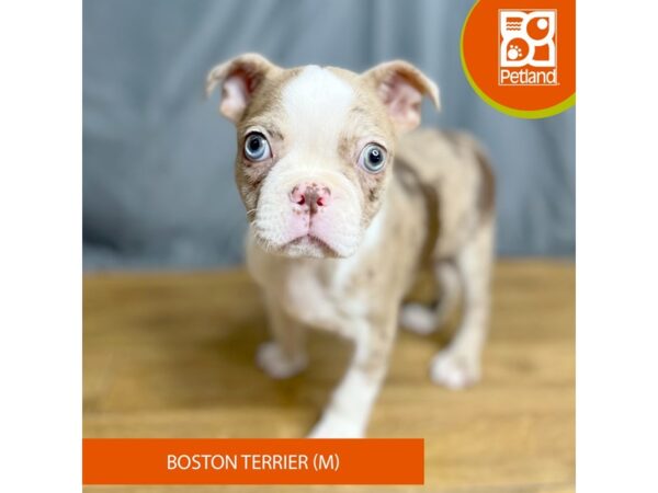 Boston Terrier Dog Male Red Merle 16366 Petland Chillicothe, Ohio