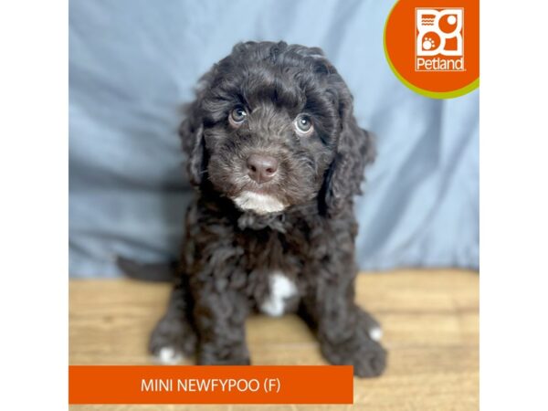 NewfyPoo Mini Dog Female Chocolate 16365 Petland Chillicothe, Ohio