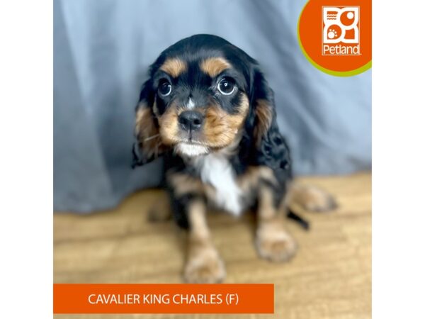 Cavalier King Charles Spaniel Dog Female Black / Tan 16363 Petland Chillicothe, Ohio