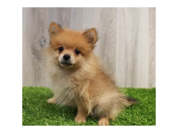 Pomeranian Dog Male Red Sable 16377 Petland Chillicothe, Ohio