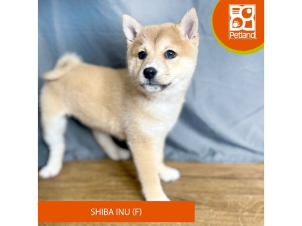 Shiba Inu-Dog-Female-Red-16378-Petland Chillicothe, Ohio