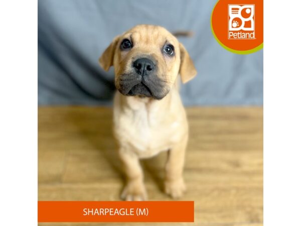 Sharpeagle Dog Male Red 16380 Petland Chillicothe, Ohio