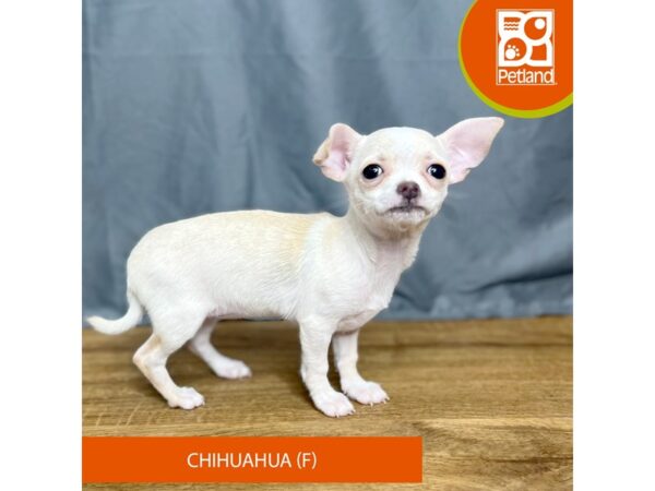 Chihuahua-Dog-Female-Fawn-16376-Petland Chillicothe, Ohio