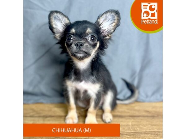 Chihuahua Dog Male Black / Tan 16375 Petland Chillicothe, Ohio