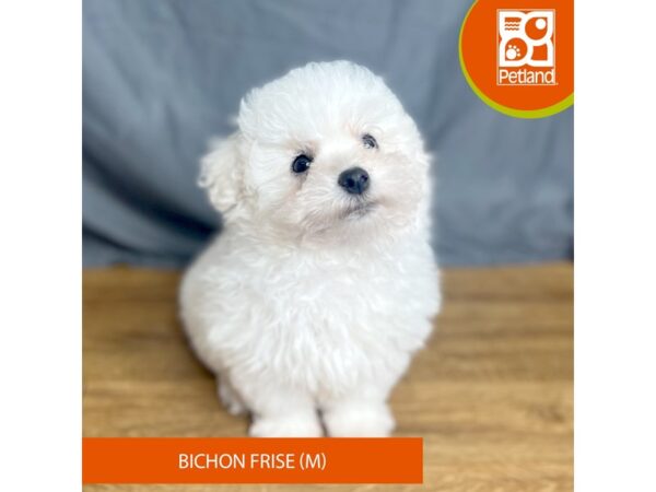 Bichon Frise Dog Male White 16374 Petland Chillicothe, Ohio