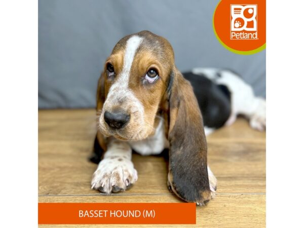 Basset Hound-Dog-Male-Tri-Colored-16348-Petland Chillicothe, Ohio