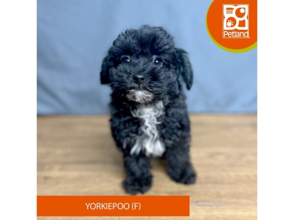 Yorkiepoo Dog Female Black 16390 Petland Chillicothe, Ohio