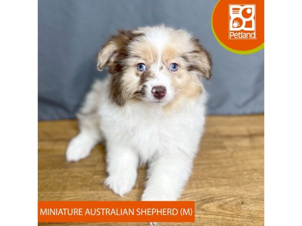 Miniature Australian Shepherd Dog Male Red Merle 16391 Petland Chillicothe, Ohio