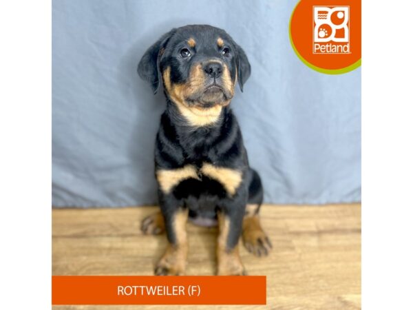 Rottweiler Dog Female Black/Tan 16392 Petland Chillicothe, Ohio