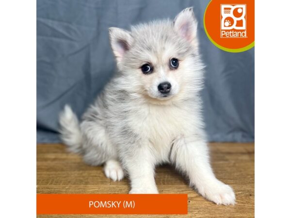 Pomsky Dog Male Blue Merle 16383 Petland Chillicothe, Ohio