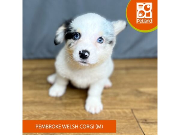 Pembroke Welsh Corgi-Dog-Male-Blue Merle / White-16388-Petland Chillicothe, Ohio