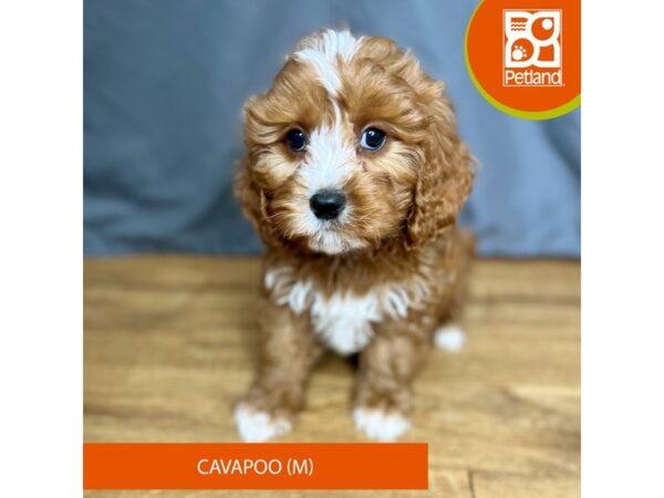 Cavapoo Dog Male Red 16399 Petland Chillicothe, Ohio