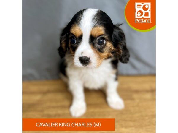 Cavalier King Charles Spaniel-Dog-Male-Blenheim-16397-Petland Chillicothe, Ohio