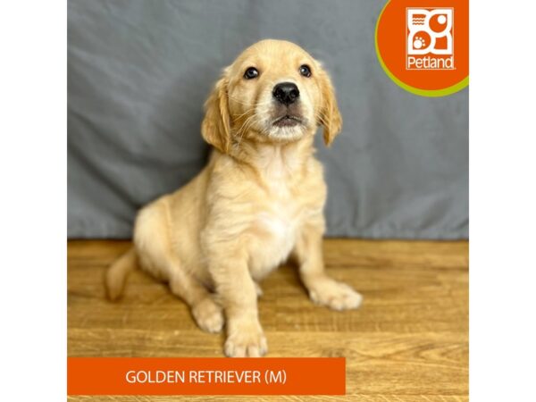 Golden Retriever Dog Male Red 16396 Petland Chillicothe, Ohio