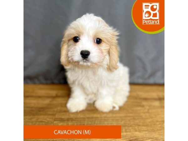 Cavachon Dog Male white/tan 16394 Petland Chillicothe, Ohio