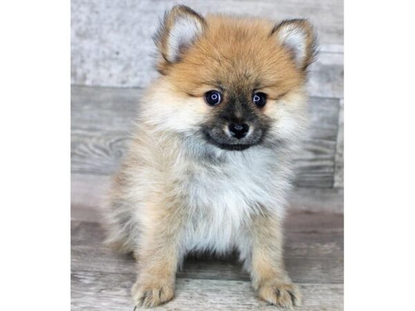 Pomeranian Dog Male Red Sable 16402 Petland Chillicothe, Ohio