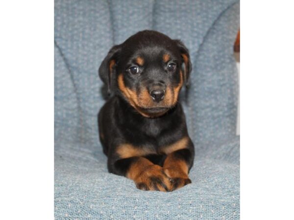 Rottweiler-Dog-Female-Black / Tan-16433-Petland Chillicothe, Ohio