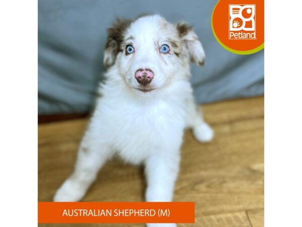 Australian Shepherd Dog Male Red Merle 16407 Petland Chillicothe, Ohio