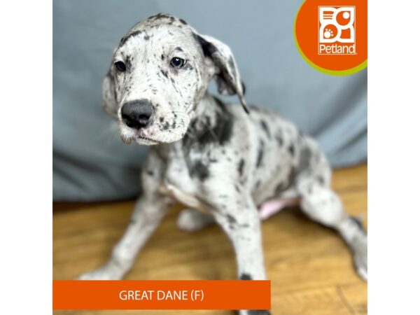 Great Dane-Dog-Male-Merle-16406-Petland Chillicothe, Ohio