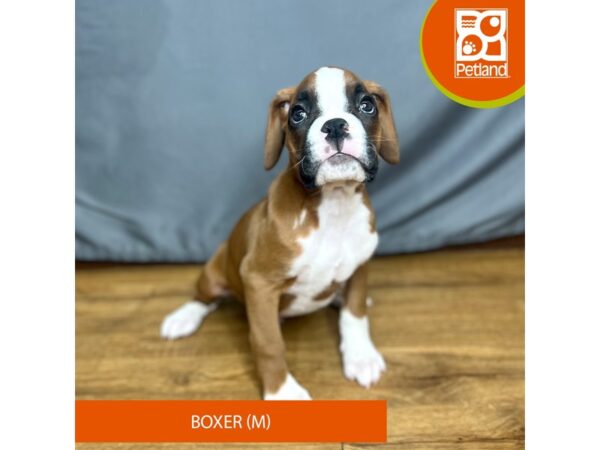 Boxer Dog Male Fawn 16401 Petland Chillicothe, Ohio